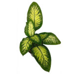 دیفن باخیا