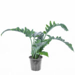 فیلودندرون کنگره‌ای