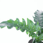 فیلودندرون کنگره‌ای