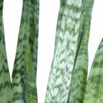 سانسوریا شمشیری سبز
