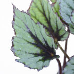 بگونیا رکس هلندی