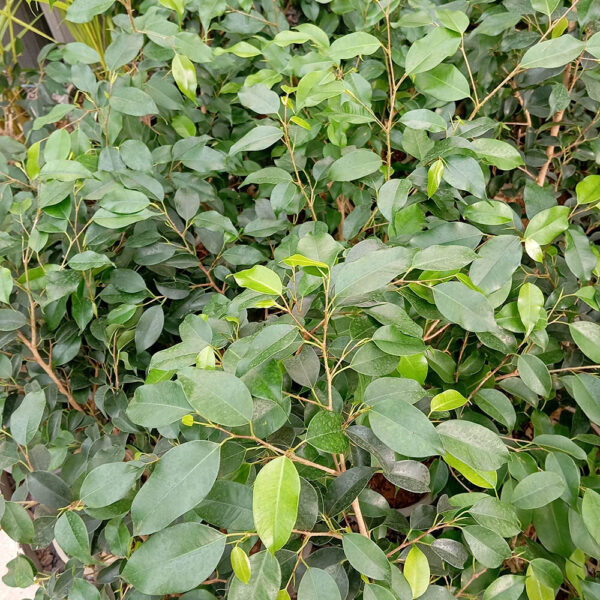 بنجامین سبز