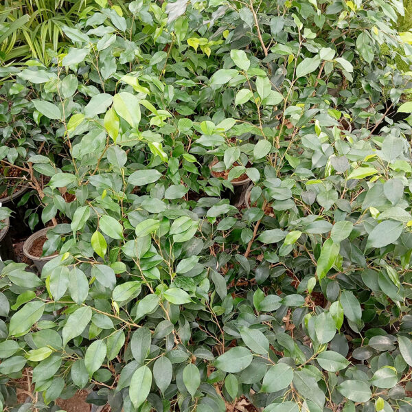 بنجامین سبز