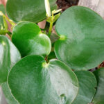 پپرومیا قطره باران
