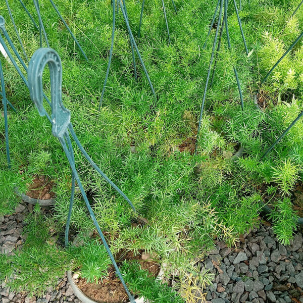 شویدی