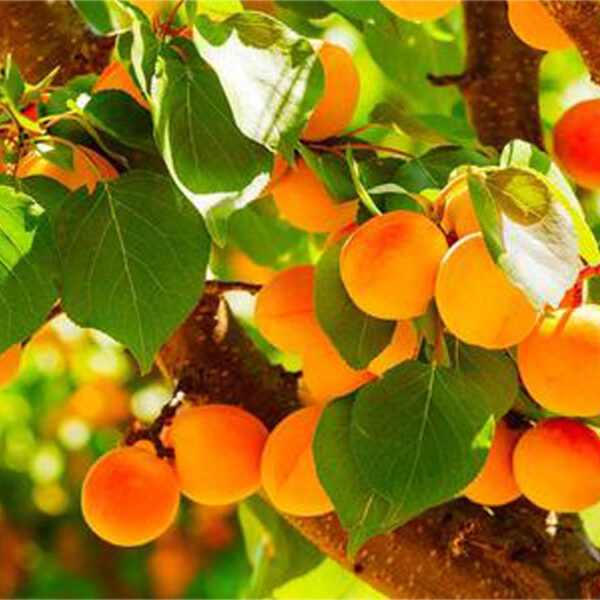 قیسی