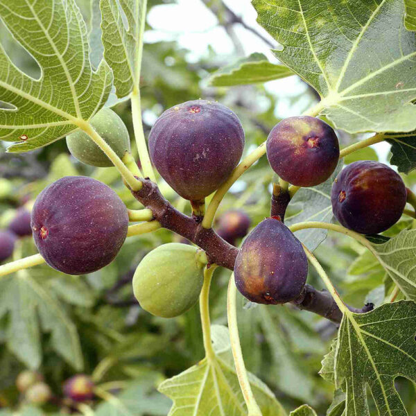 انجیر