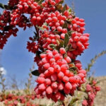 زرشک