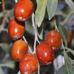سنجد