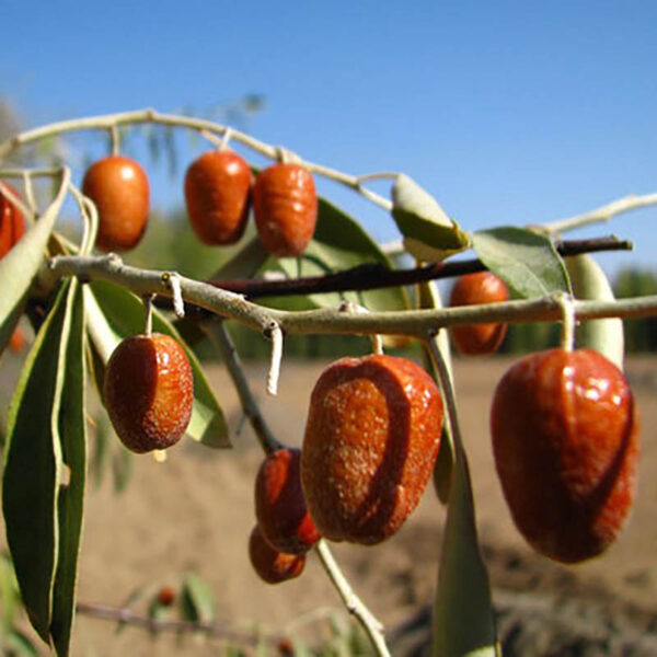 سنجد
