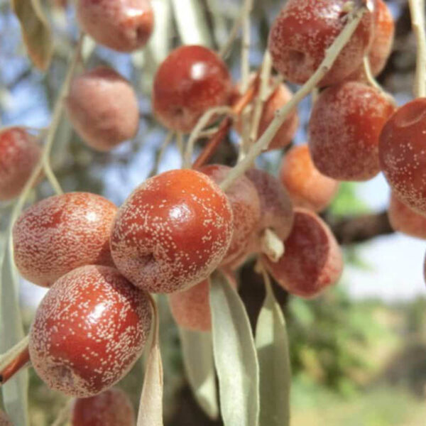 سنجد