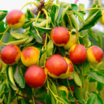 عناب