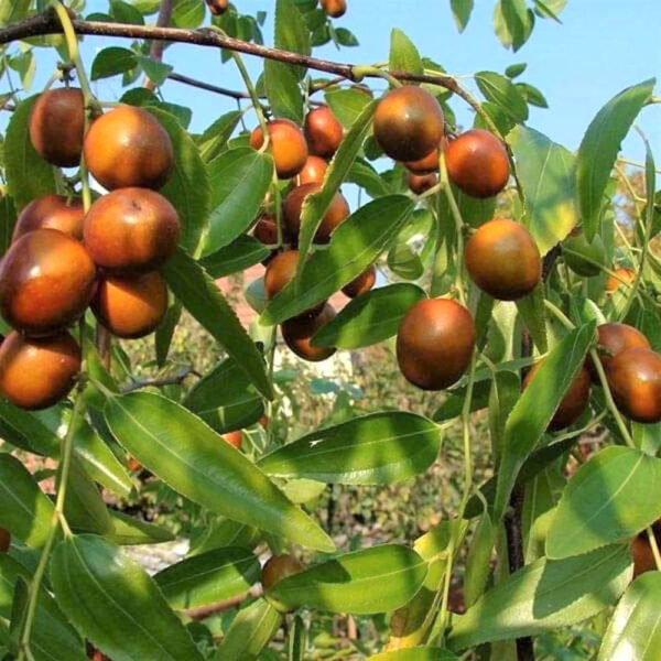 عناب