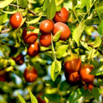 عناب