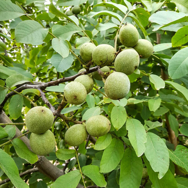 گردو چندلر