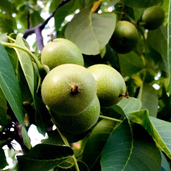گردو چندلر