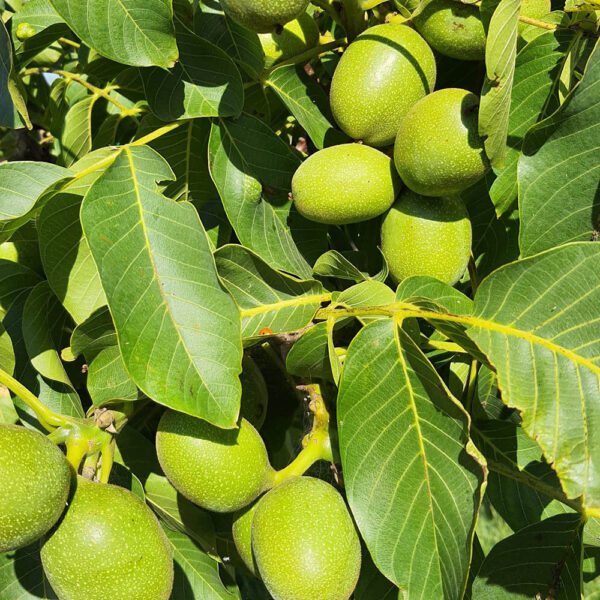 گردو چندلر
