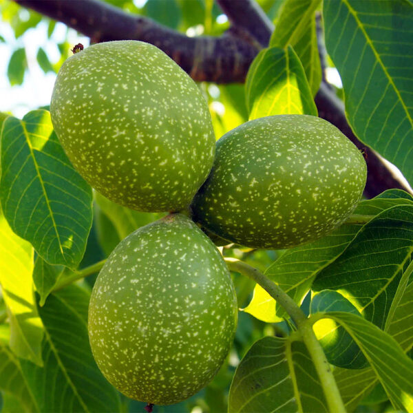 گردو چندلر