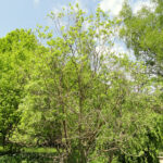 بیدمشک