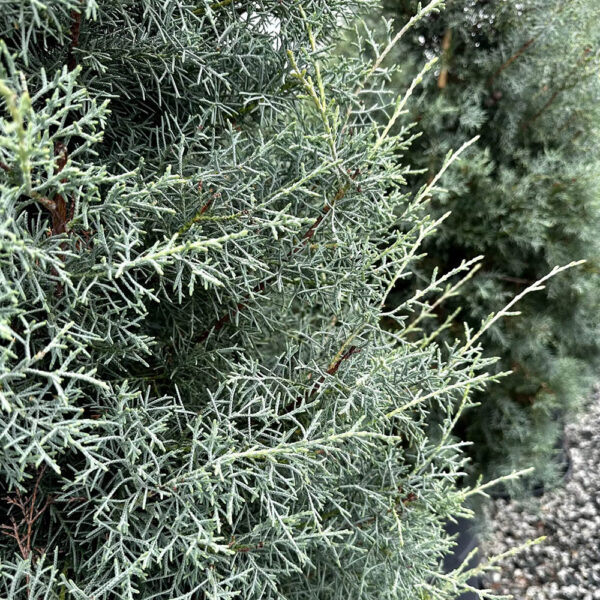 سرو نقره ای