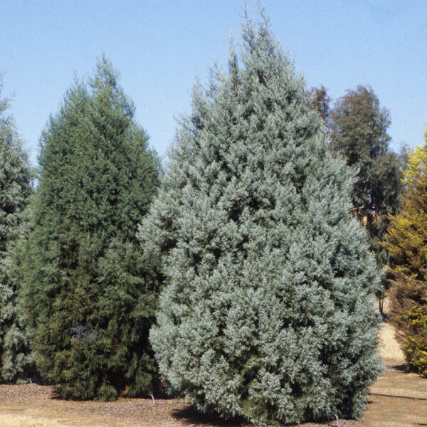سرو نقره ای
