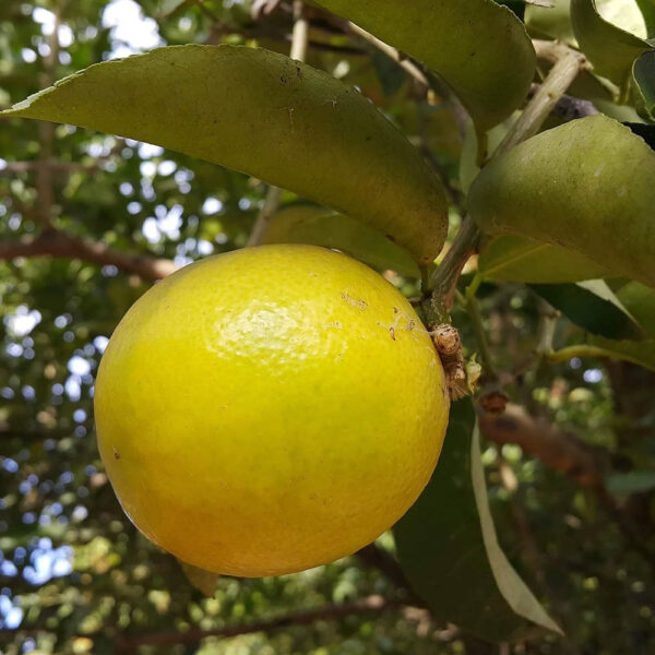 لیمو شیرین