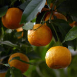 نارنج