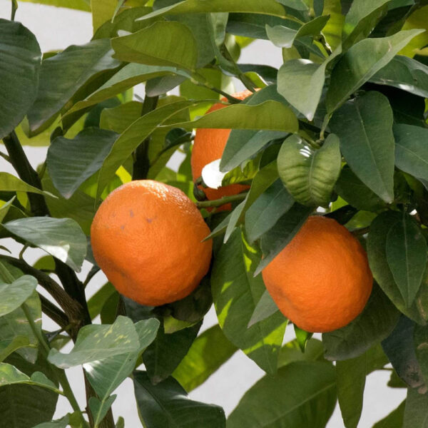 نارنج