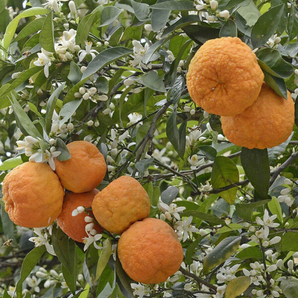 نارنج