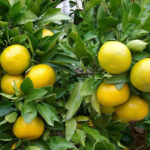 نارنگی