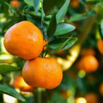نارنگی