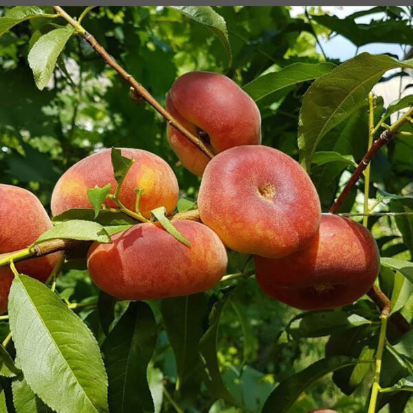 هلو انجیری