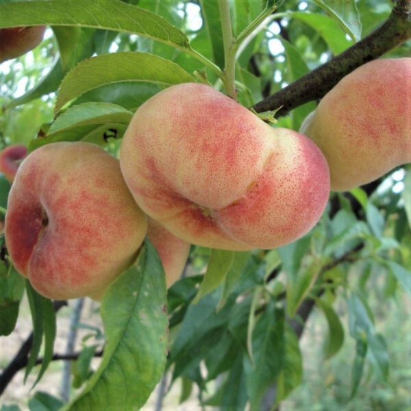 هلو انجیری