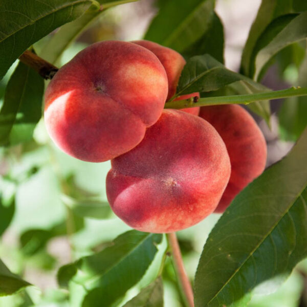 هلو انجیری