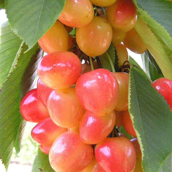 گیلاس