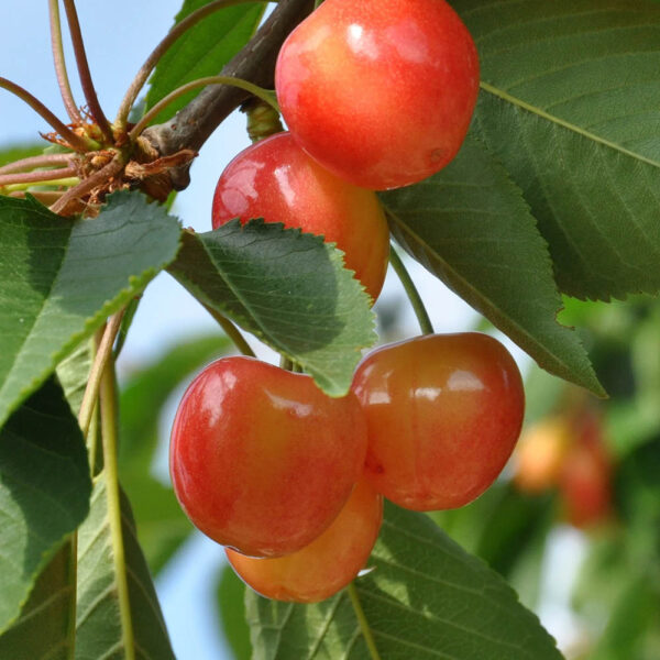 گیلاس