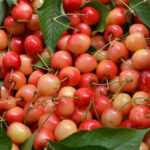 گیلاس